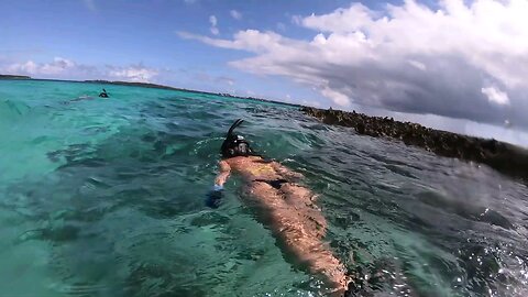 in clear water with the turtle to play