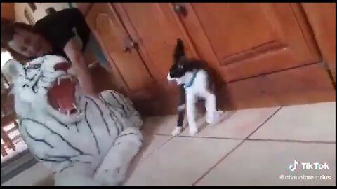 Cute and funny pet. Try not to laugh to This pet prank