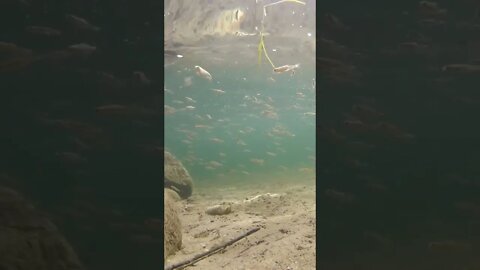 minnows at sugar lake with the gopro