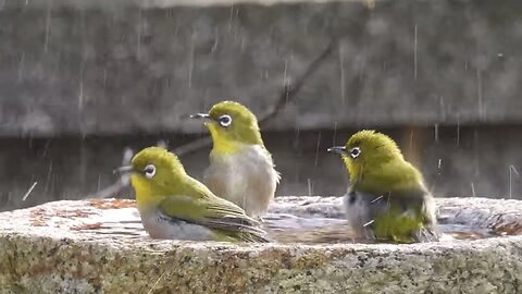 【不思議】メジロの水遊びに乱入するスズメが面白い♡