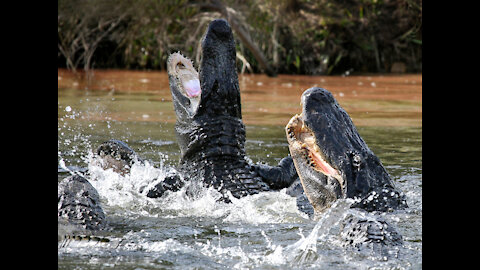 CRAZY ALLIGATOR ATTACKS