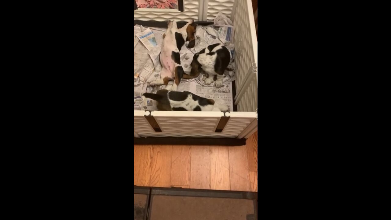 Basset Puppies