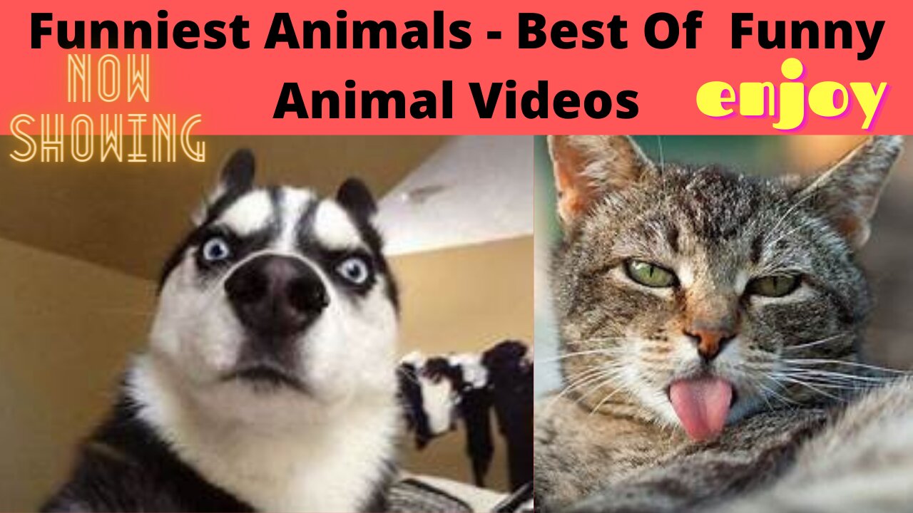 Funniest Animals Best Of Funny Animal Videos