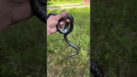 I hiked a BEAUTIFUL black kingsnake!! #herping #snakes #shorts