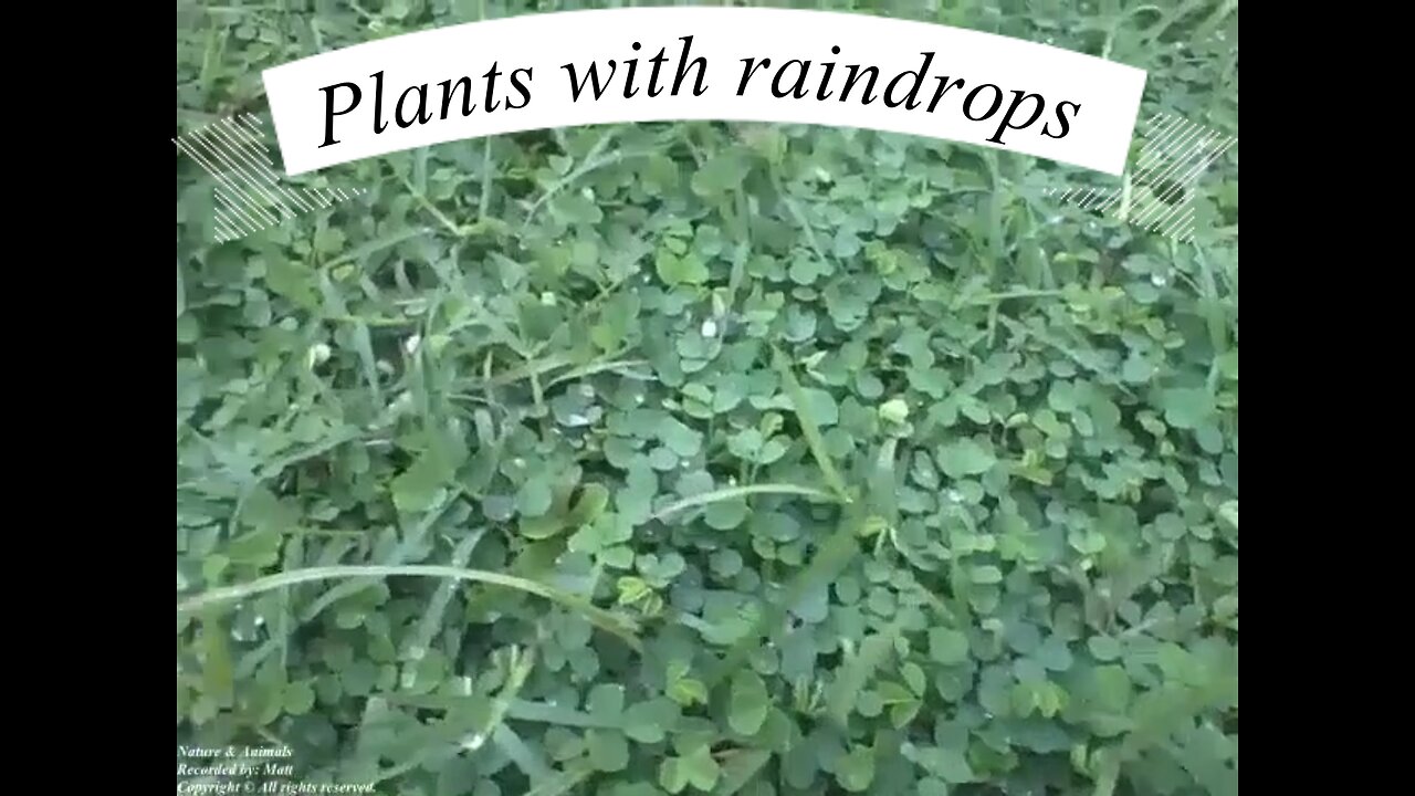 Plants with raindrops in the early morning after a little rain on grass [Nature & Animals]