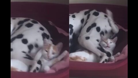 Crazy cat hits the dog with its tail!