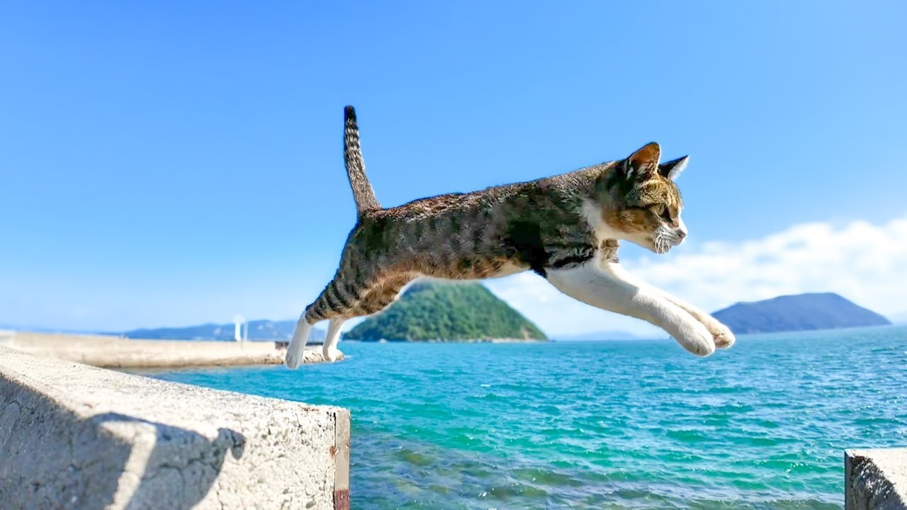 When I stroked the brown and white cat on the breakwater, a calico cat came along afterwards.