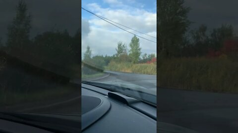 Elk nearly collided with cars on the road