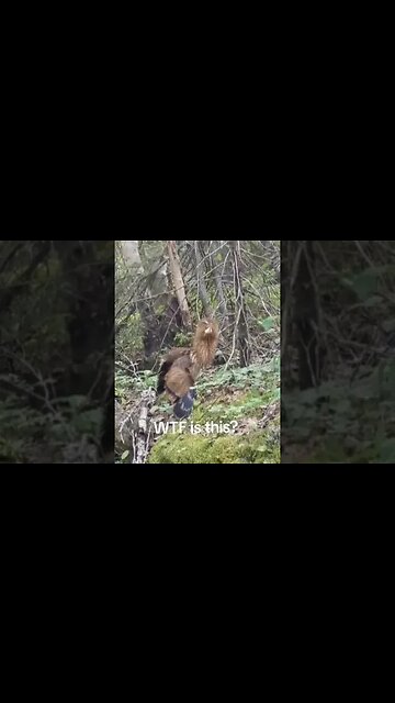 What the heck is this ? 👀