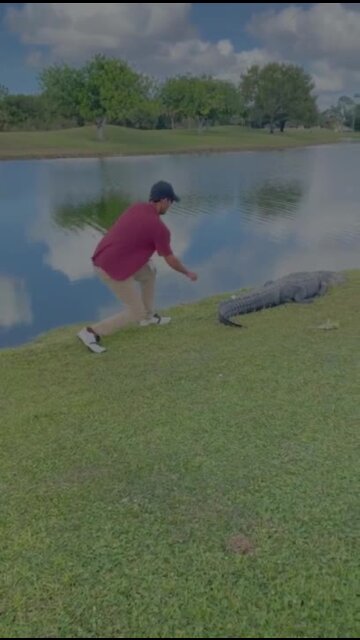 Cape Coral man removes golf ball from gators back