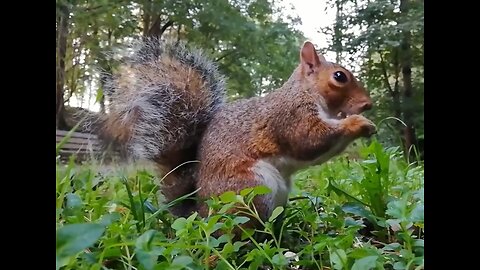 Calm and Relaxing Music with Animals Eating