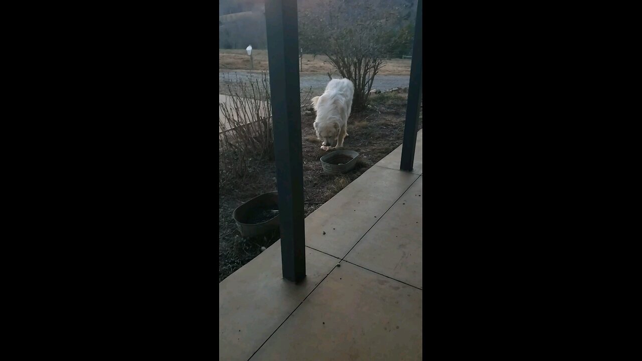 Evening feeding at Healing Brook