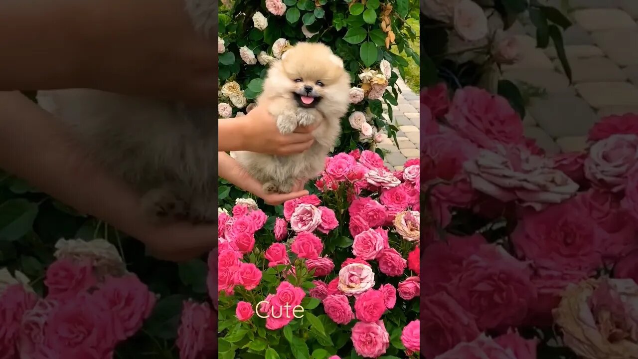 Funny and Cute Dog