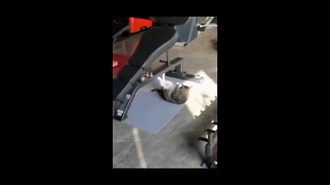 Cats doing sit-ups!