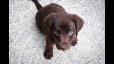 Guide Dogs Graduation Day!!!! - Journey of a Guide Dog