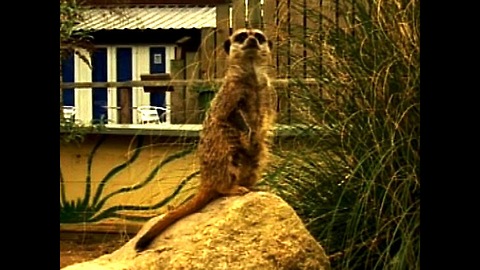 Baby Meerkats