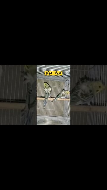 كوبلا بادجي هوكو مع فراخها كيوت روعة