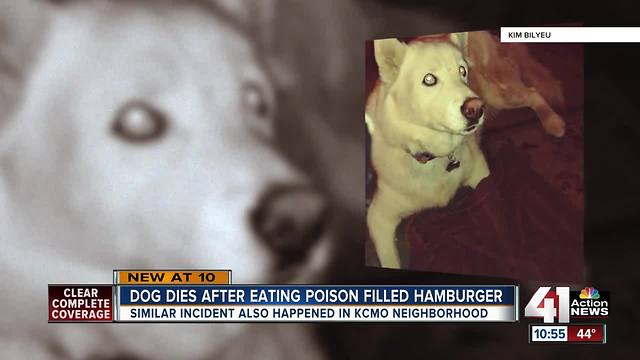 Dog dies after eating rat poison in backyard