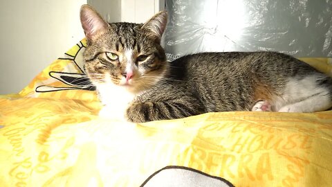 Little Cat Hid His Paws