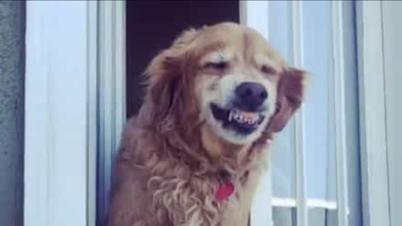 Ce chien sourit dès qu'il voit la voisine !