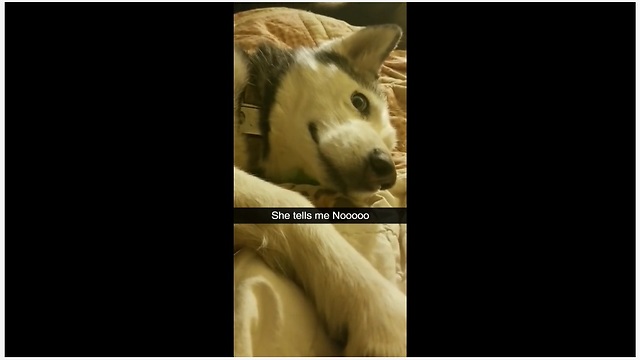 Vocal husky clearly tells her owner "NO"