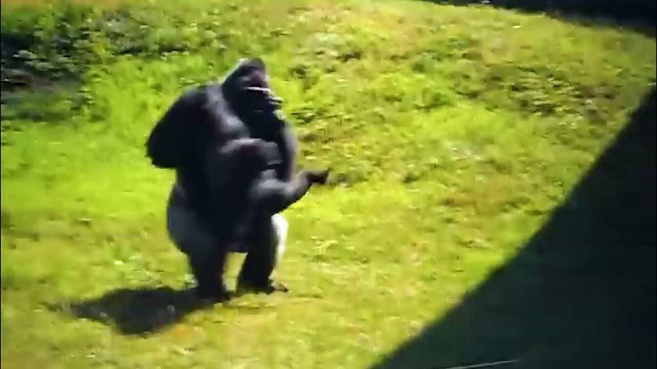 animal funny 🤣🤣🤣 video