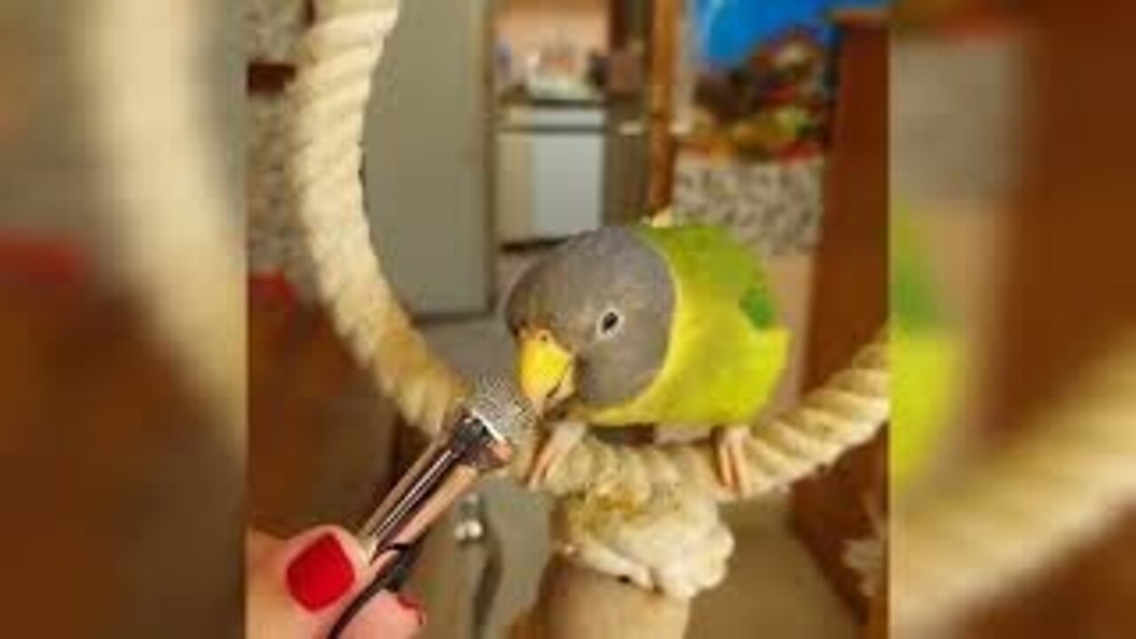 Parrot sings and blows kisses into a tiny microphone