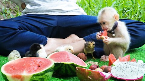 BiBi monkey take care of baby chickens, Baby monkey obedient eat fruits