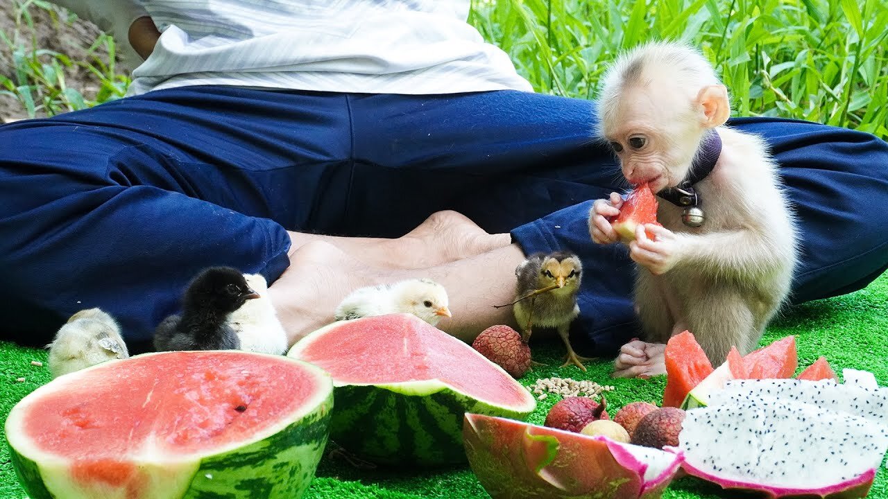 BiBi monkey take care of baby chickens, Baby monkey obedient eat fruits