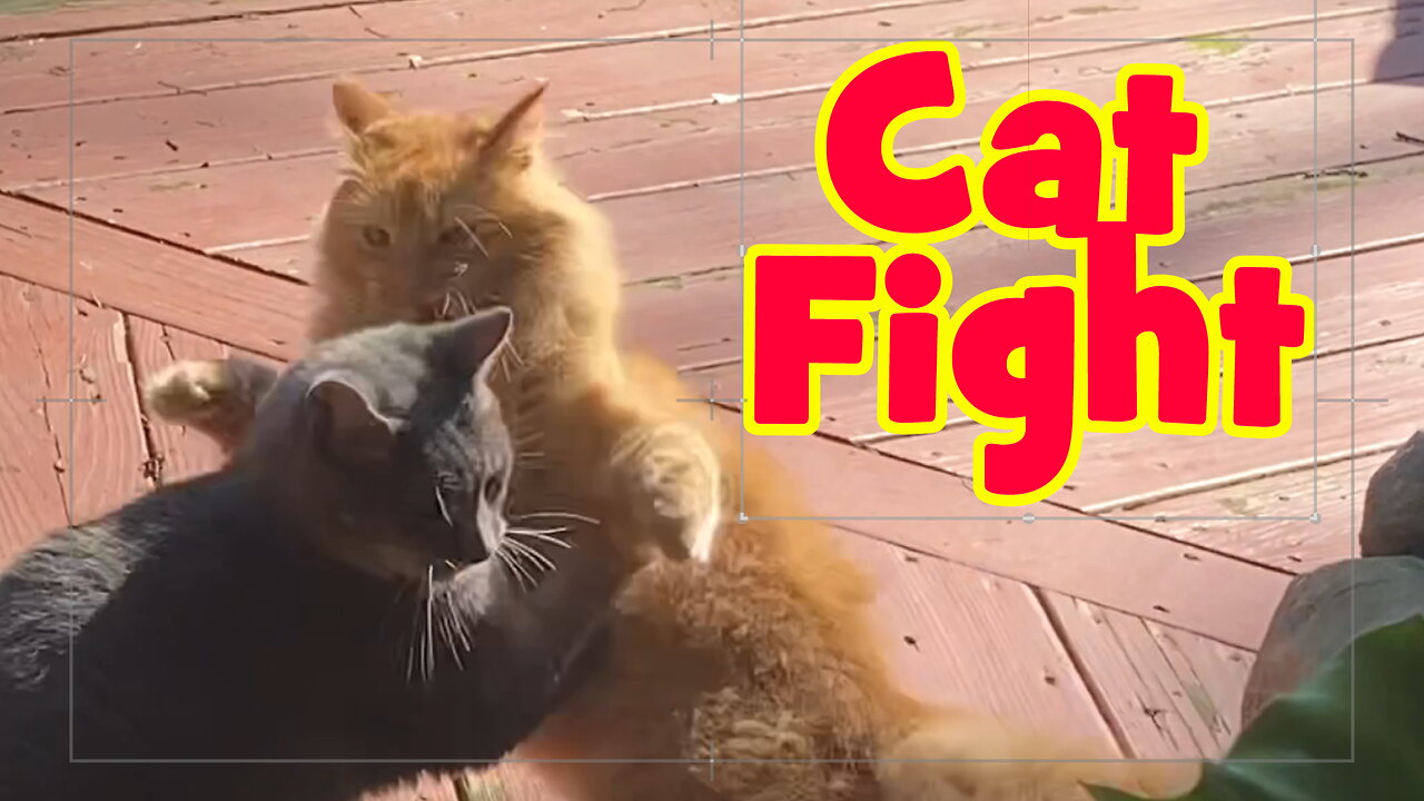 Cat Fight