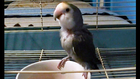 IECV PBV #108 - 👀 Daisy Eating Pellets And Kiwi and Pearl Up On The Perch 🐤 4-20-2019