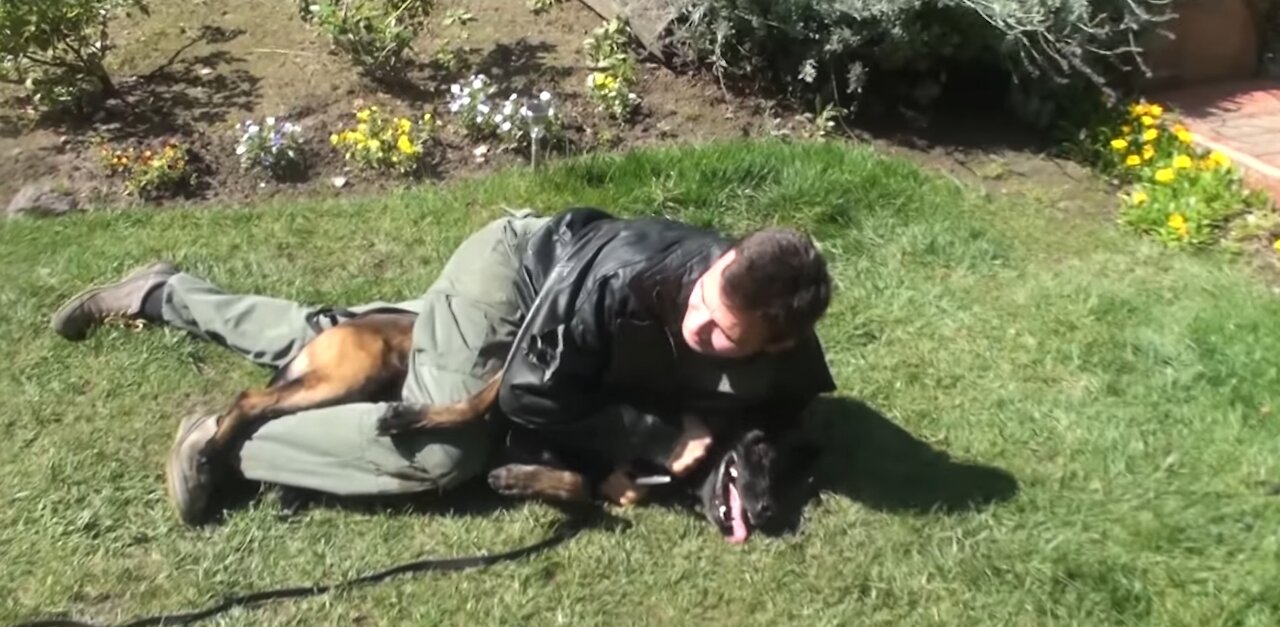 This is what you should do if a dog attacks you
