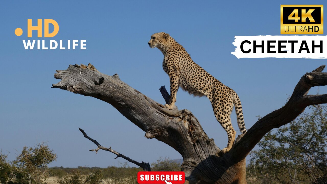 CHEETAH VIDEOS WITH MUSIC WILDLIFE ll Epic Fail ll