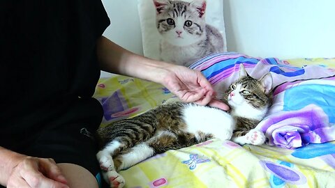 This Cat Is Chilling on the Bed