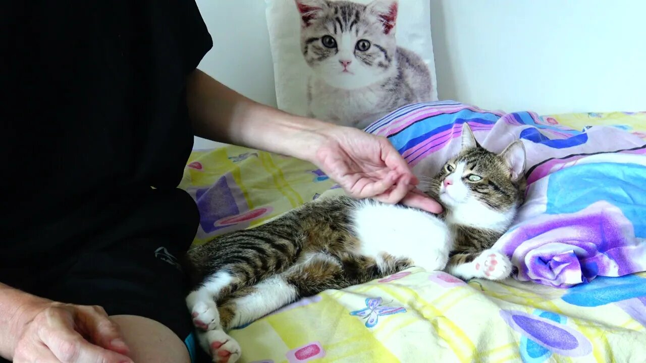 This Cat Is Chilling on the Bed