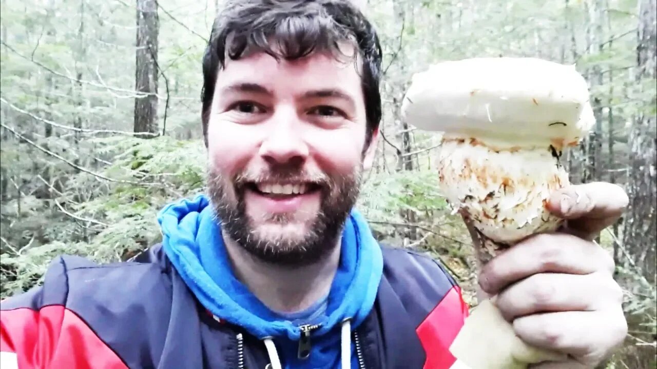 Matsutake Mushroom Picking - Pangburn Documentaries