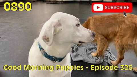 [0890] GOOD MORNING PUPPIES - EPISODE 326 [#dogs #doggos #doggos #puppies #dogdaycare]