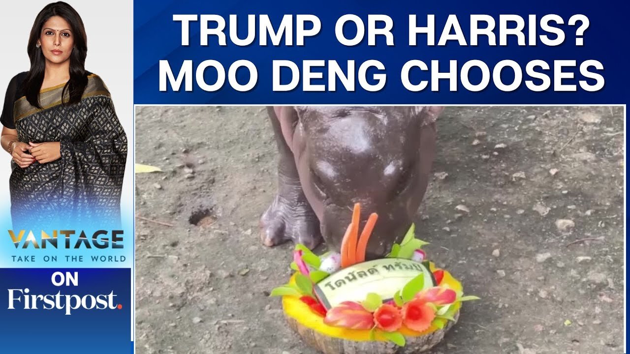 Viral Thai Hippo Moo Deng Predicts an Election Win for Donald Trump | Vantage with Palki Sharma