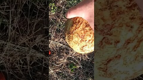 Cantaloupe Squirt Gun
