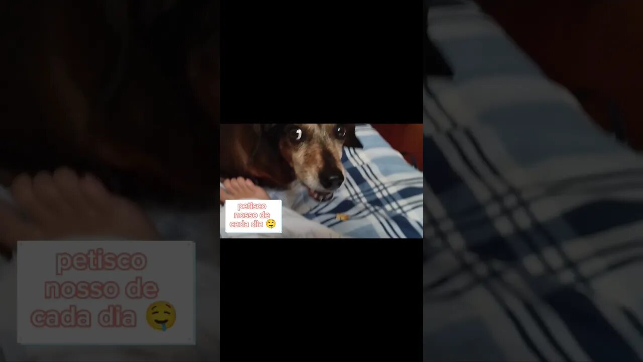 petisco do dia 🐕🤤