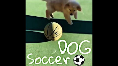 A soccer dog🤣