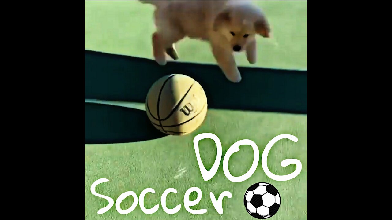 A soccer dog🤣