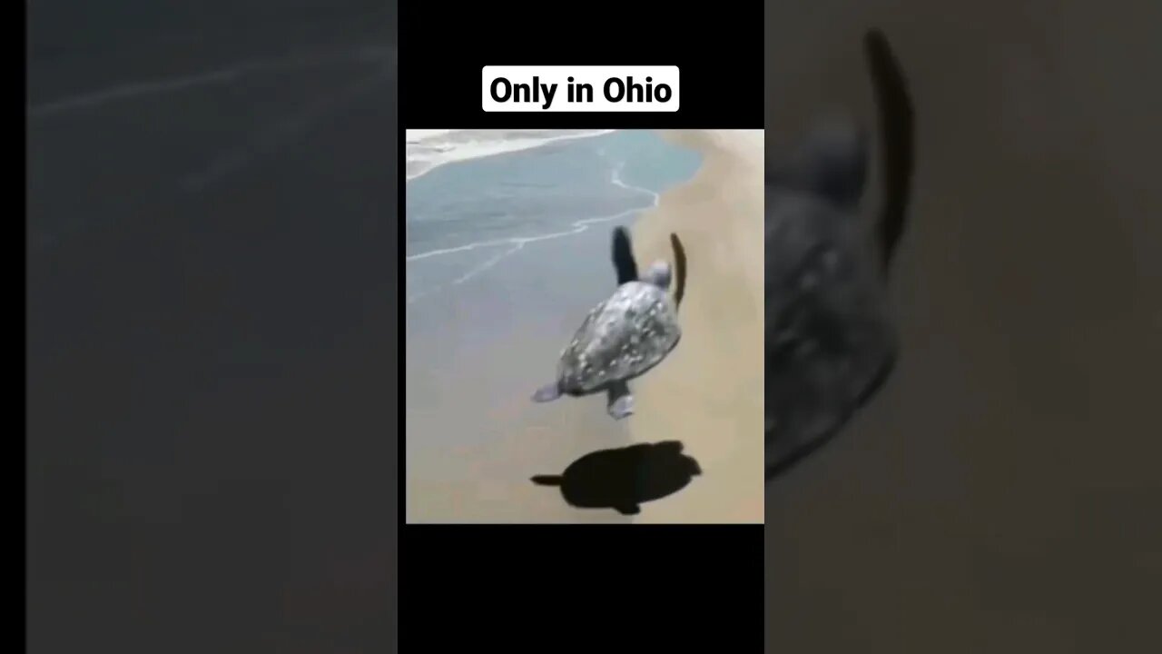 Normal things in Ohio #shorts #ohio #funny #memes