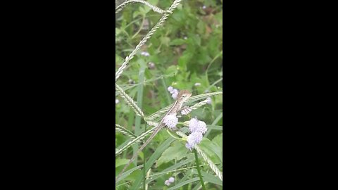 The child gecko explores the world around on the flowers.