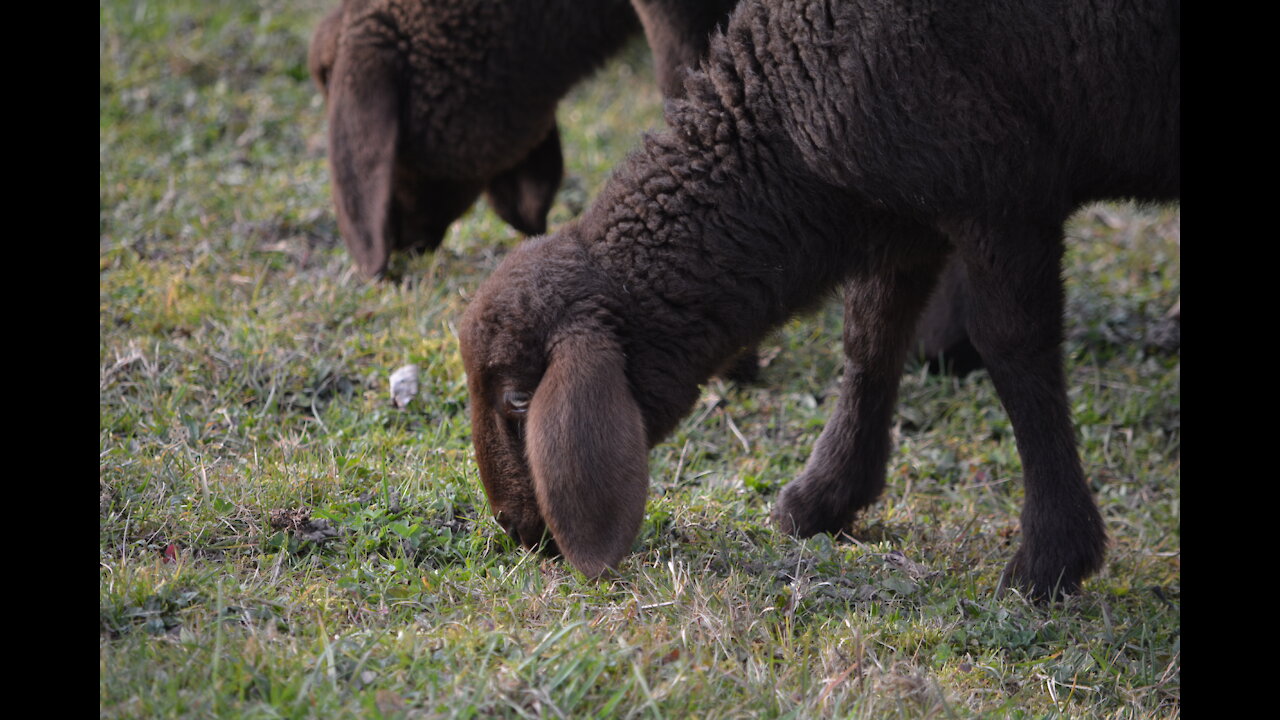 Adorable Lambs in Switzerland 🐑