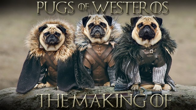 The Pugs Of Westeros: The Making Of