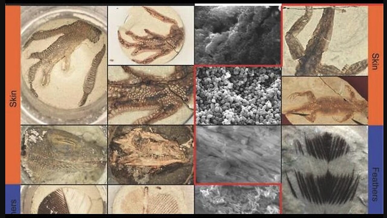 FOSSILS ARE NOT MILLIONS OF YEARS OLD (MADE IN 24 HOURS)