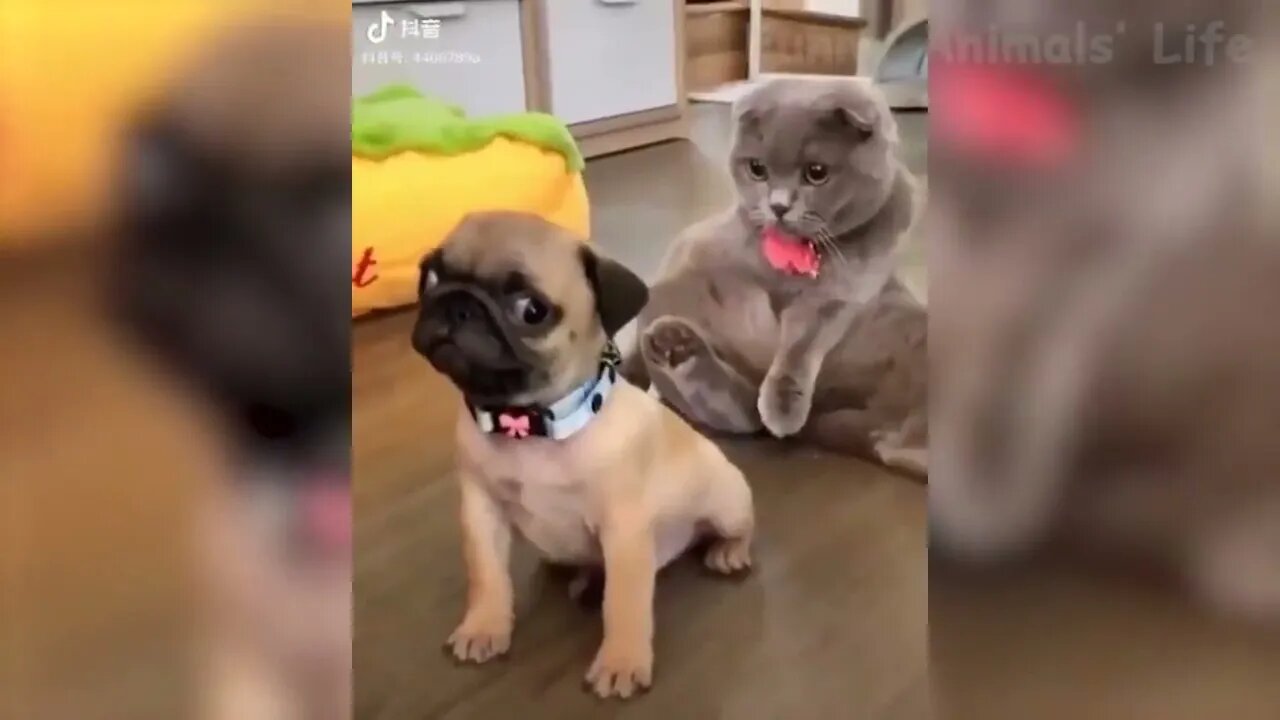 Cute Animals #2