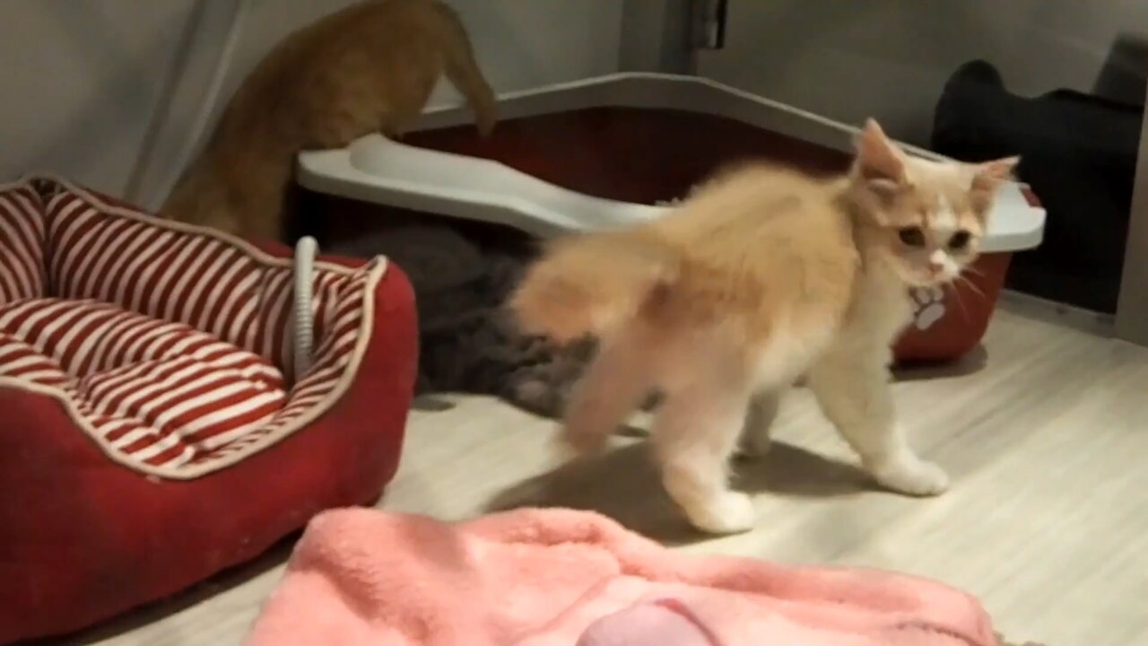 Japanese kittens playing in the pet shop. Tokyo, Japan :)