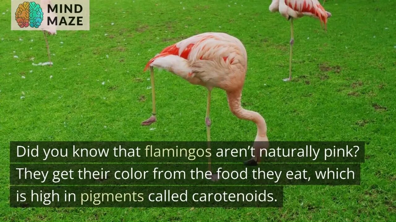 10 Strange and Interesting Facts About Animals That Will Surprise and Delight You!